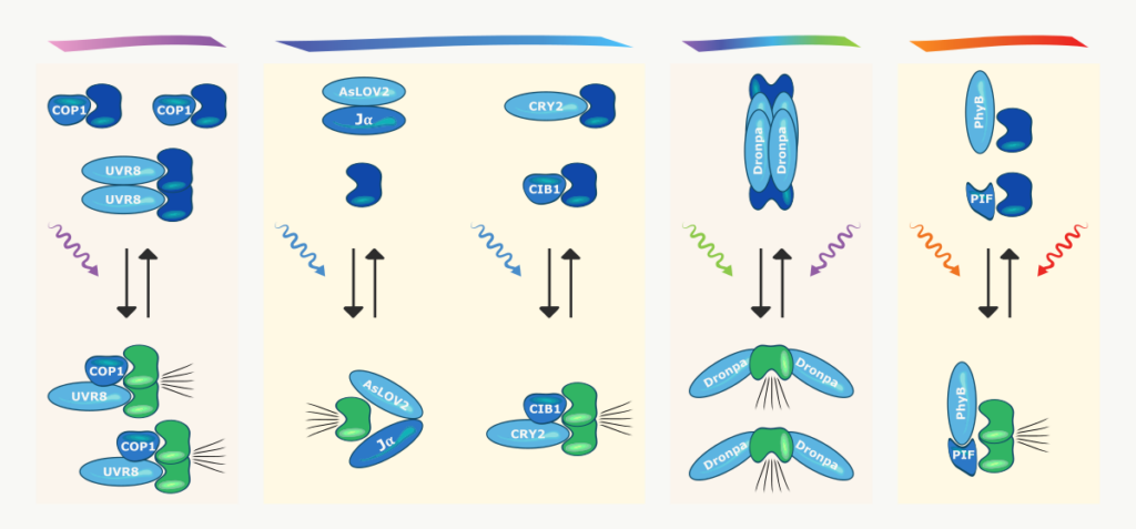 Common Optogenetic Proteins